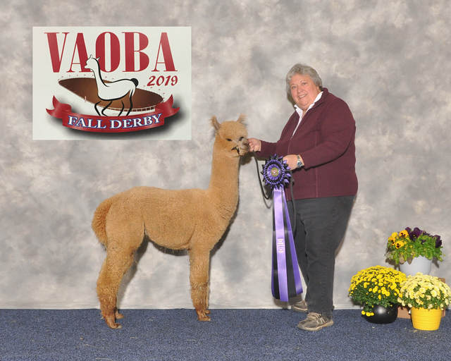 Fawn Color Champion 2019 VAOBA Fall Derby