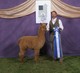 Cria's Sire-Snowmass Royal Asset