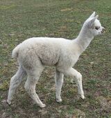 2016 m cria, Little Mr sired by Frisky Spider