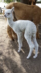2017 m cria, Glacier, sired by The Situation