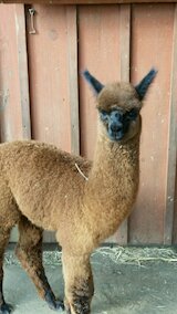2021 m cria, Midnight, sired by Snowmass Sparta