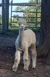 2020 m cria, Solar Flare, sired by Snowmass Sparta