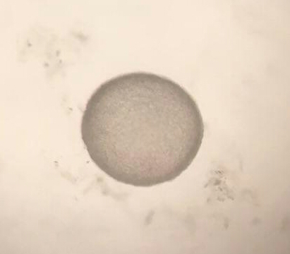 8 day old alpaca embryo