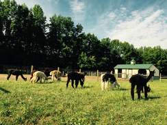 Sicilia Farms herd