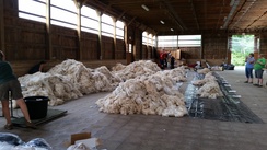 piles of sorted and graded fleece 