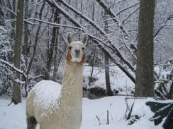 our guard llama