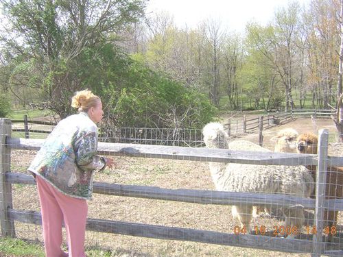 Mother welcoming the 1st alpacas