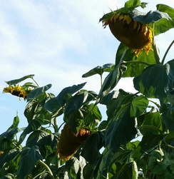 sunflowers for winter birdseed