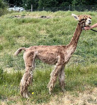 WMSA Missy Black - Alpaca, Suri, Bred (Female) - Wings and A