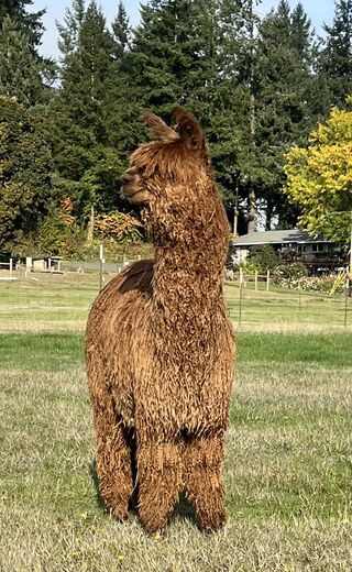 Wings and A Prayer Alpacas - Alpacas: Suri