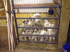 Photo of Great Pyrenees Puppies!