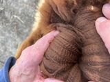Penny's fleece
