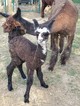 Cria sired by Argento