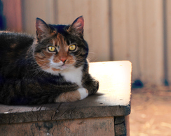 Our Barn Cat Lilly!