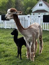 Cosmo with first cria Slick