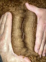 Fleece at 5.5 months