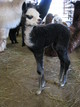 C-Cret's first cria (1 day old)