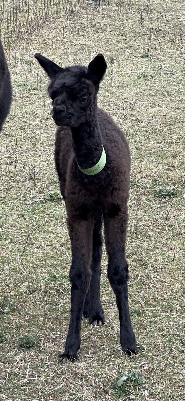 Captivation's first cria 5C's Chasing Dreams