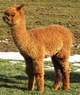 Chocotini's first cria, Chanel