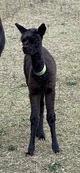 Our first Magavin cria  5C's Chasing Dreams