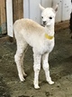 Crystal--2017 cria out of black