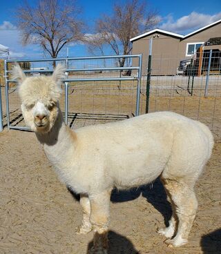 Sawdust's High Cotton