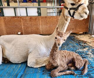 Alpaca Palace's Houdini's Countess and cria 5/12/2023