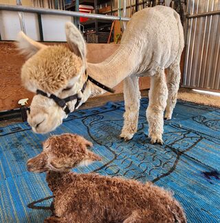 Mom and Cria 5/12/23