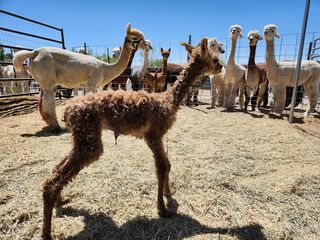 Mom introducing Cria to the aunties 5/13/232