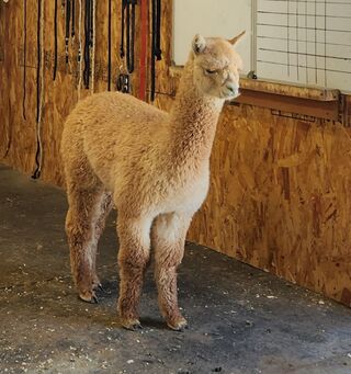 Linden before shearing in November 23