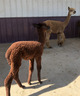 Chase, Mimosa's 2021 male cria