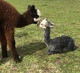 2019 cria welcomes new baby