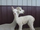 Leah with her 2012 cria,DaisyMae