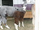 Lily with 2012 cria, Ruger
