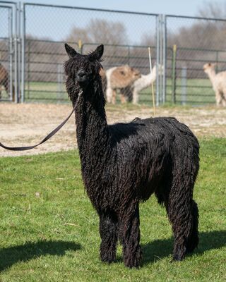 Imperial Mate with Alpaca Legs - Regionales del Sur