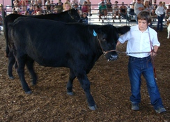 Cody and a Steer