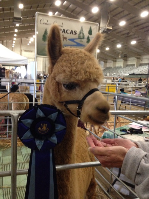 Kaboom And his first place ribbon at the NW Alpaca Showcase