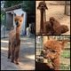 Lucky The Brave little Alpaca. Kabooms first male offspring