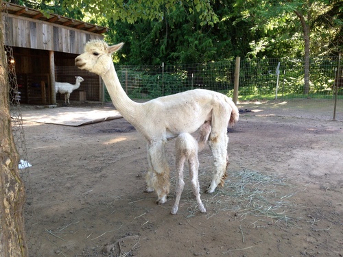 Star with her beautiful Cria from 2014