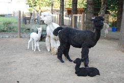 Pearla with Max and Moon and her cria