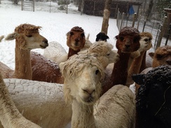 The girls waiting for their morning feeding.