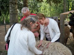 Jackie checking out a cria's fleece.