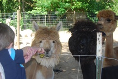 Rosie getting a treat