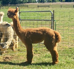 Photo of KVR's Peruvian Drulon My Fleece