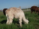 2012 cria, Heart Throb, at 8 months old