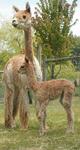 Charlize with one of her cria