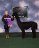 Sire of cria at side GLR Nico