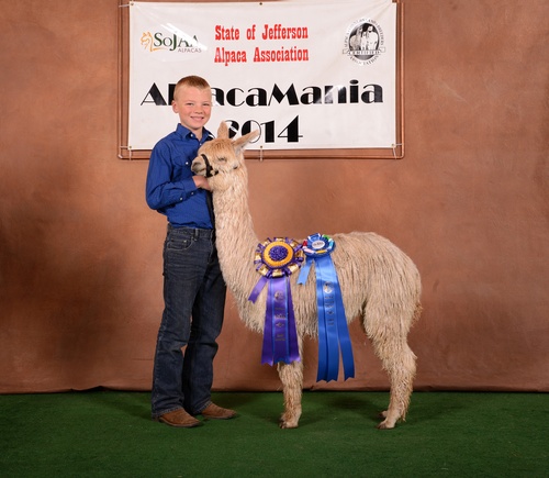 2014 AlpacaMania Color Champion