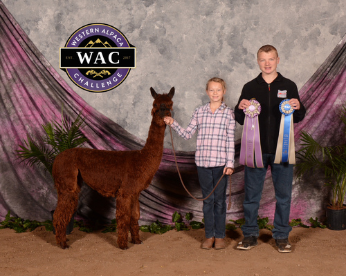 Reserve Champ as a Shorn 2 yr old