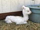 1st cria out of Spectacular Bid!